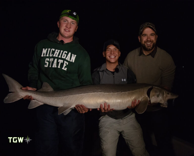 Read more about the article Lake Sturgeon