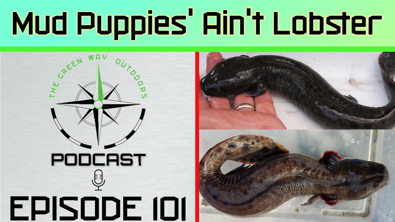 Ep 101: Mudpuppies Ain't Lobster
