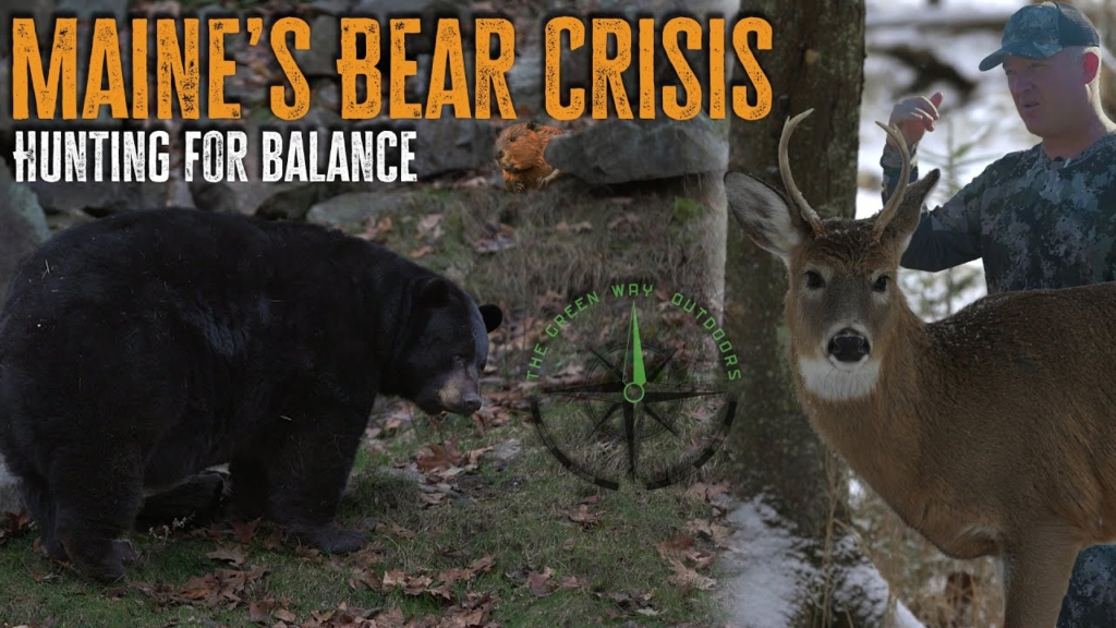 VLOG 31 - Hunting Maine Black Bear