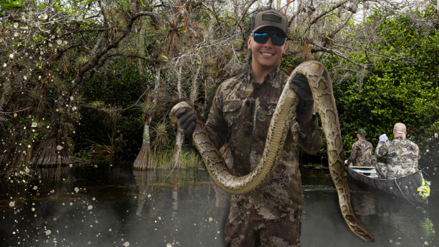 The Everglades Python
